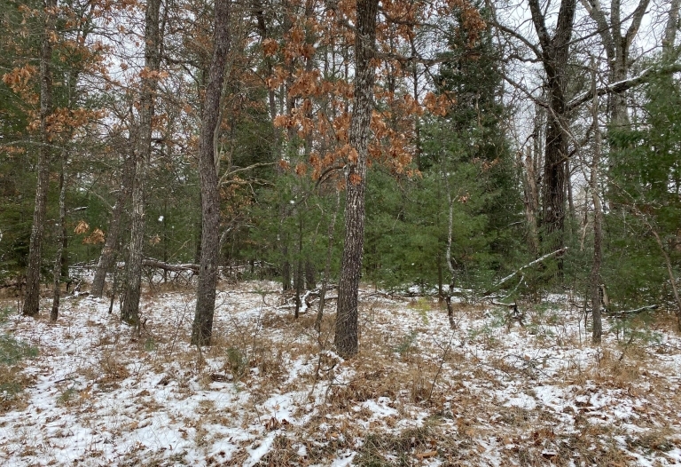 WOODED 3 ACRES